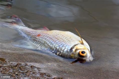 死魚|死魚